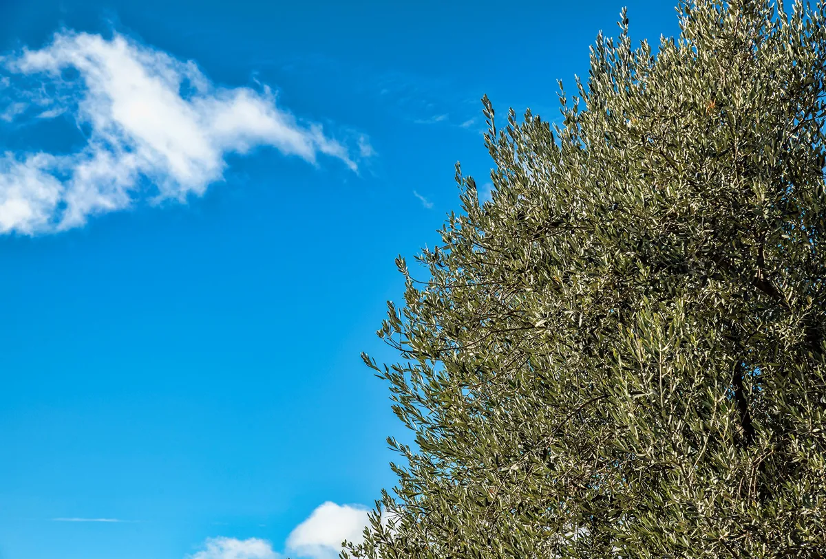 Ramas y hojas de un olivo con cielo azul y nubes blancas